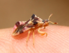 Phymata pacifica