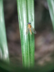 Chrysopilus ferruginosus