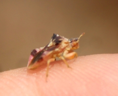 Phymata pacifica