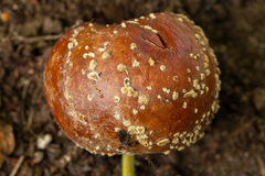 Monilinia fructigena