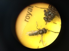 Platycheirus albimanus