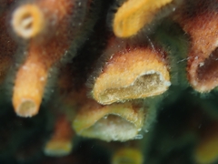 Schizoporella errata