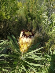 Protea neriifolia
