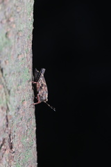Orthoptera