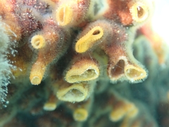 Schizoporella errata