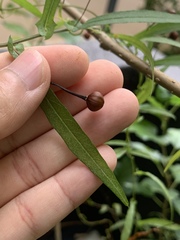 Xenostegia tridentata