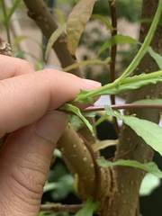 Xenostegia tridentata