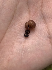 Xenostegia tridentata