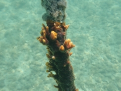 Schizoporella errata