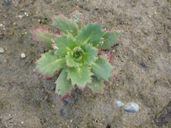 Micranthes ferruginea