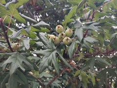 Eriolobus trilobatus