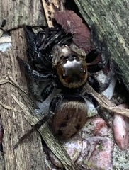 Hasarius adansoni