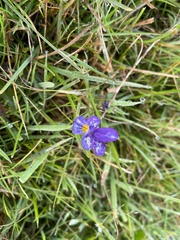 Viola
