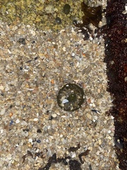 Anthopleura elegantissima