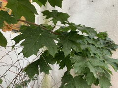 Acer platanoides