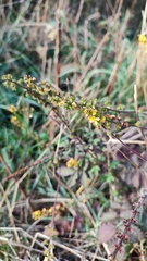 Agrimonia eupatoria