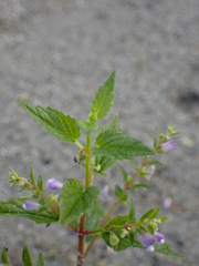 Scutellaria lateriflora