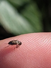 Trigonodera