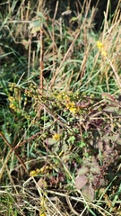 Agrimonia eupatoria