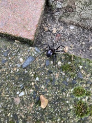 Steatoda