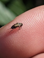 Trigonodera