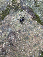 Steatoda