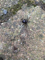 Steatoda