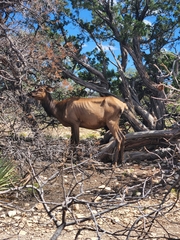 Cervus canadensis canadensis