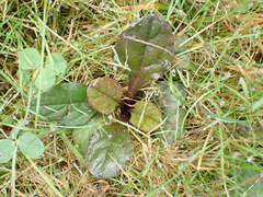 Ajuga reptans