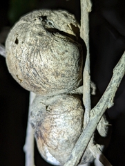 Amphibolips quercuspomiformis