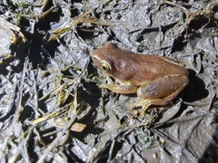 Hyperolius tuberilinguis