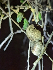 Amphibolips quercuspomiformis