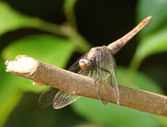 Orthetrum chrysis