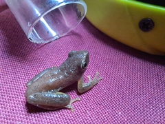 Hyperolius tuberilinguis