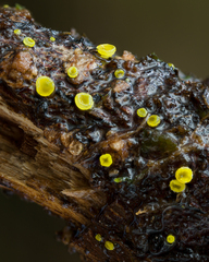 Calycina
