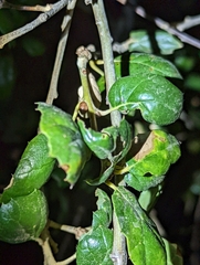 Amphibolips quercuspomiformis