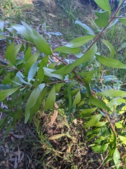 Persoonia