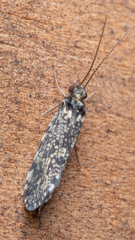 Polycentropodidae
