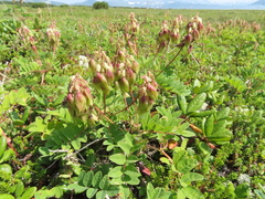 Astragalus frigidus