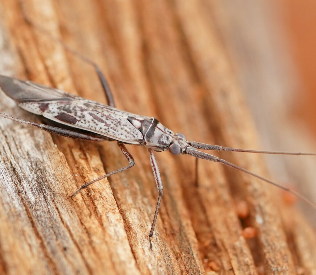 Metopocoris