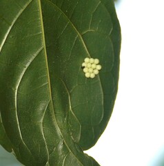 Ailanthus