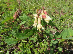 Astragalus frigidus