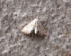 Cataclysta lemnata