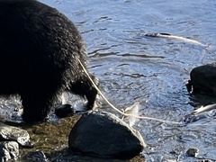 Diphyllobothrium latum