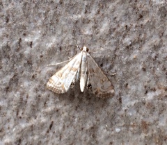 Cataclysta lemnata