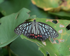 Hestina assimilis assimilis