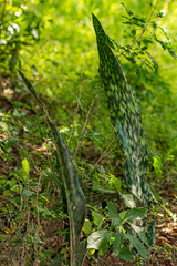 Sansevieria