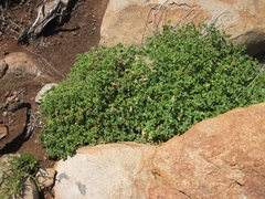 Pelargonium hypoleucum