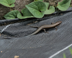 Plestiodon finitimus