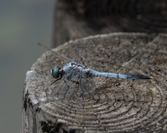 Orthetrum albistylum